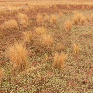 Nardoo growing in a swale west of Cameron Corner, 2011.