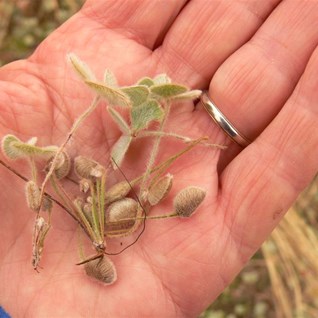 Nardoo leaves and sporocarps.