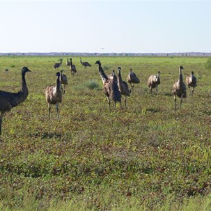 Emus feeding in nardoo near Bedourie, Qld.