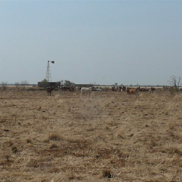 Cattle around a bore out on the plains
