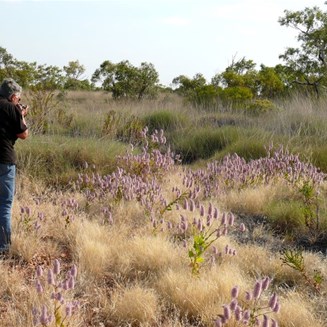 There were occasional patches of flowers
