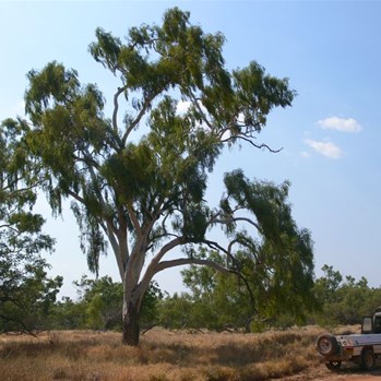 Beautiful gum trees, great shade for a cuppa.