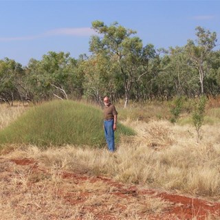 Big clumps of spinifex were everywhere