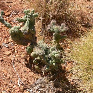 Cactus - escaped from the original gardens perhaps.