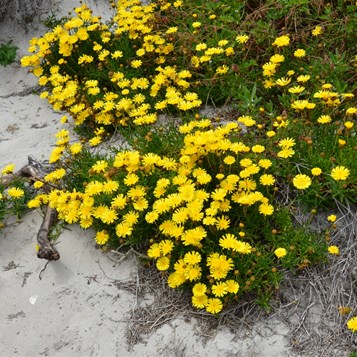 Kangaroo Island Wildflowers