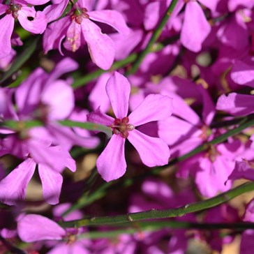 Kangaroo Island Wildflowers