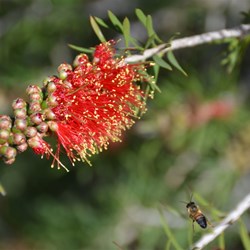 Callistemon rugulos var. rugulosus 