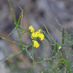 Acacia spinescens 