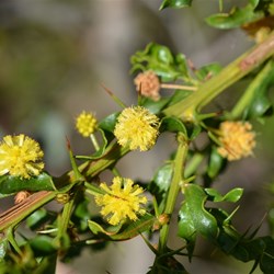 Acacia paradoxa 