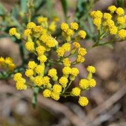 Senecio odoratus var. odoratus 