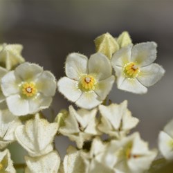 Lasiopetalum schulzenii 
