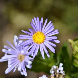 Olearia rudis 