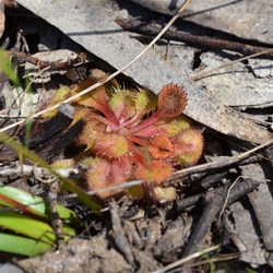 Drosera whittakakeri 