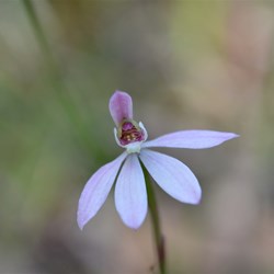 Caladenia carnea var. carnea 