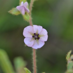 Thomasia petalocalyx 
