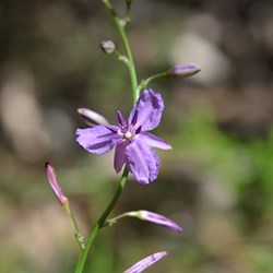 Arthropodium fimbriatum 
