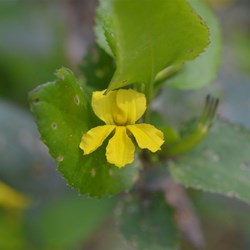 Goodenia ovata 