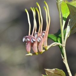 Grevillea ilicifolia 