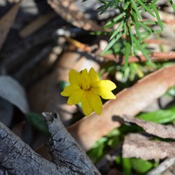 Goodenia blackiana 