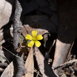 Oxalis perennans 