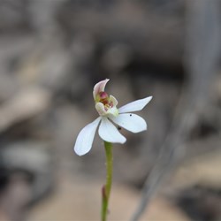 Caladenia carnea var. carnea 