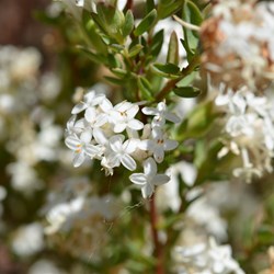 Pimelea glauca 