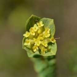 Pimelea serpyllifolia 