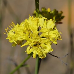 Glischrocaryon behrii 