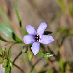 Billardiera versicolor 