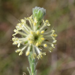 Pimelea octophylla ssp. Octophyalla 