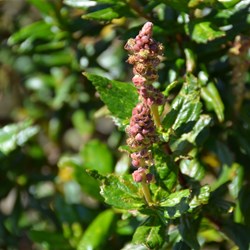 Adriana quadripartita 