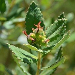 Adriana quadripartita 