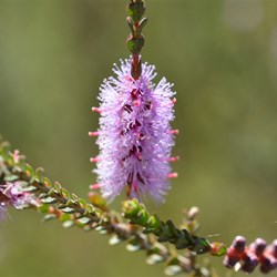 Melaleuca gibbosa 