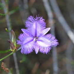 Thysanotus juncifolius 