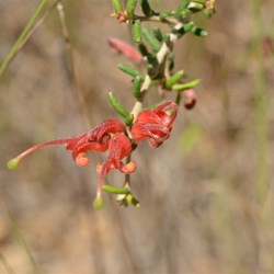 Grevillea muricata 