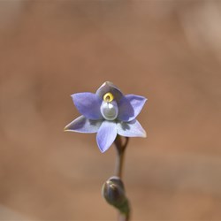 Thelymitra nuda 