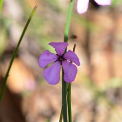 Tetratheca halmaturina 