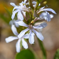 Scaevola crassifolia 