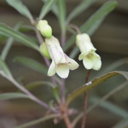 Billardiera uniflora 