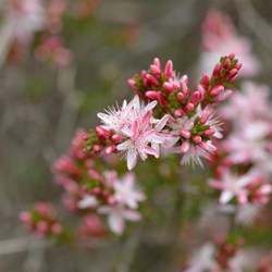 Calytrix glaberrima 