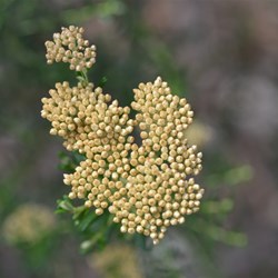 Cassinia uncata 