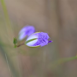 Thysanotus fractiflexus 
