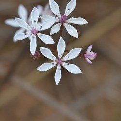 Burchardia umbellata 