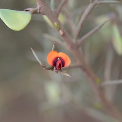 Daviesia brevifolia 