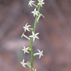 Stackhousia aspericocca 