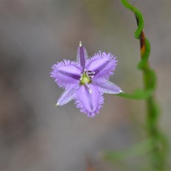 Thysanotus patersonii 