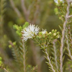 Melaleuca halmaturorum 