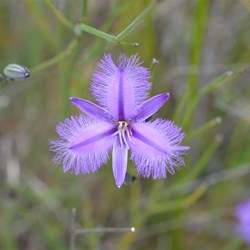 Thysanotus fractiflexus 
