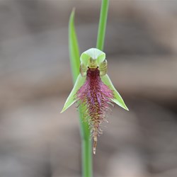 Calochilus robertsonii 