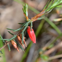 Astroloma conostephioides 